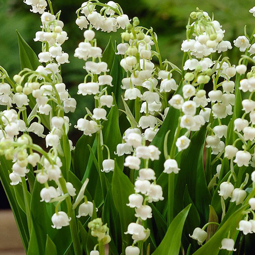 5 Lily of the Valley Roots/Rhizomes, May Lily, May Bells – Convallaria majalis