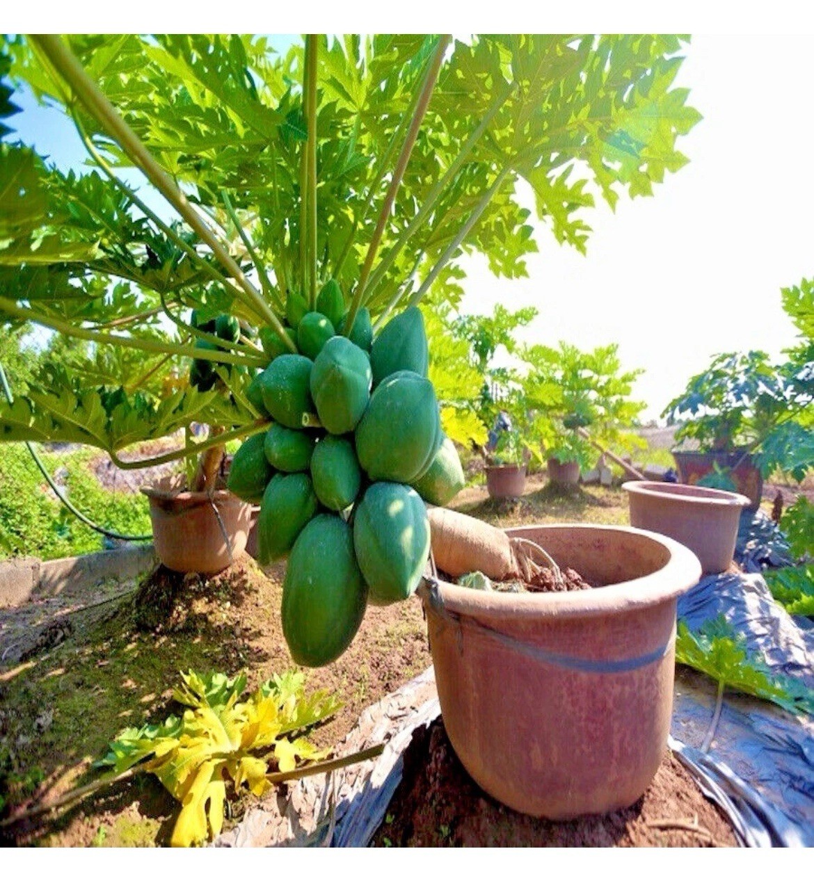 🟡Dwarf Solo Waimanalo Papaya Seeds 25ct 🌴Hawaiian Fast Fruit Houseplant