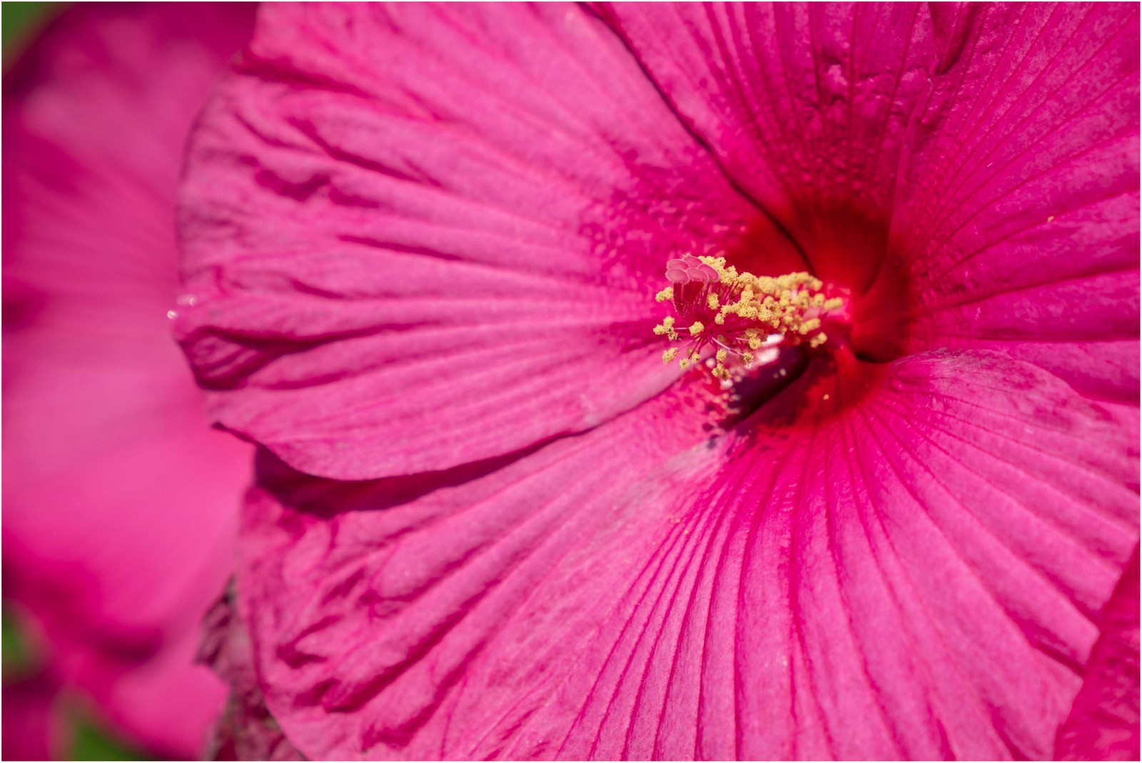 25 MIXED LUNA HIBISCUS Moscheutos Hardy Red, Hot Pink, Pink & White Swirl Seeds