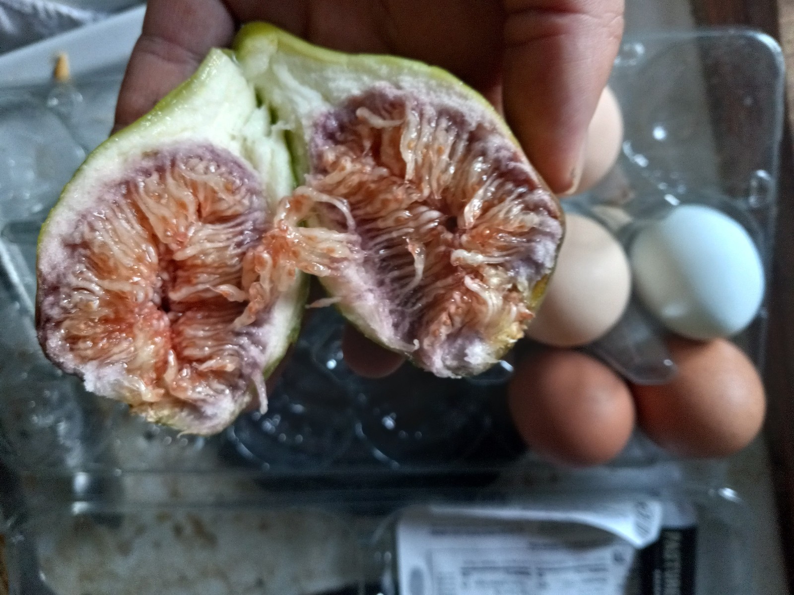 Italian Honey Fig Tree 6 to 12 inches in 5 inch pot, Cold Hardy Zone 7