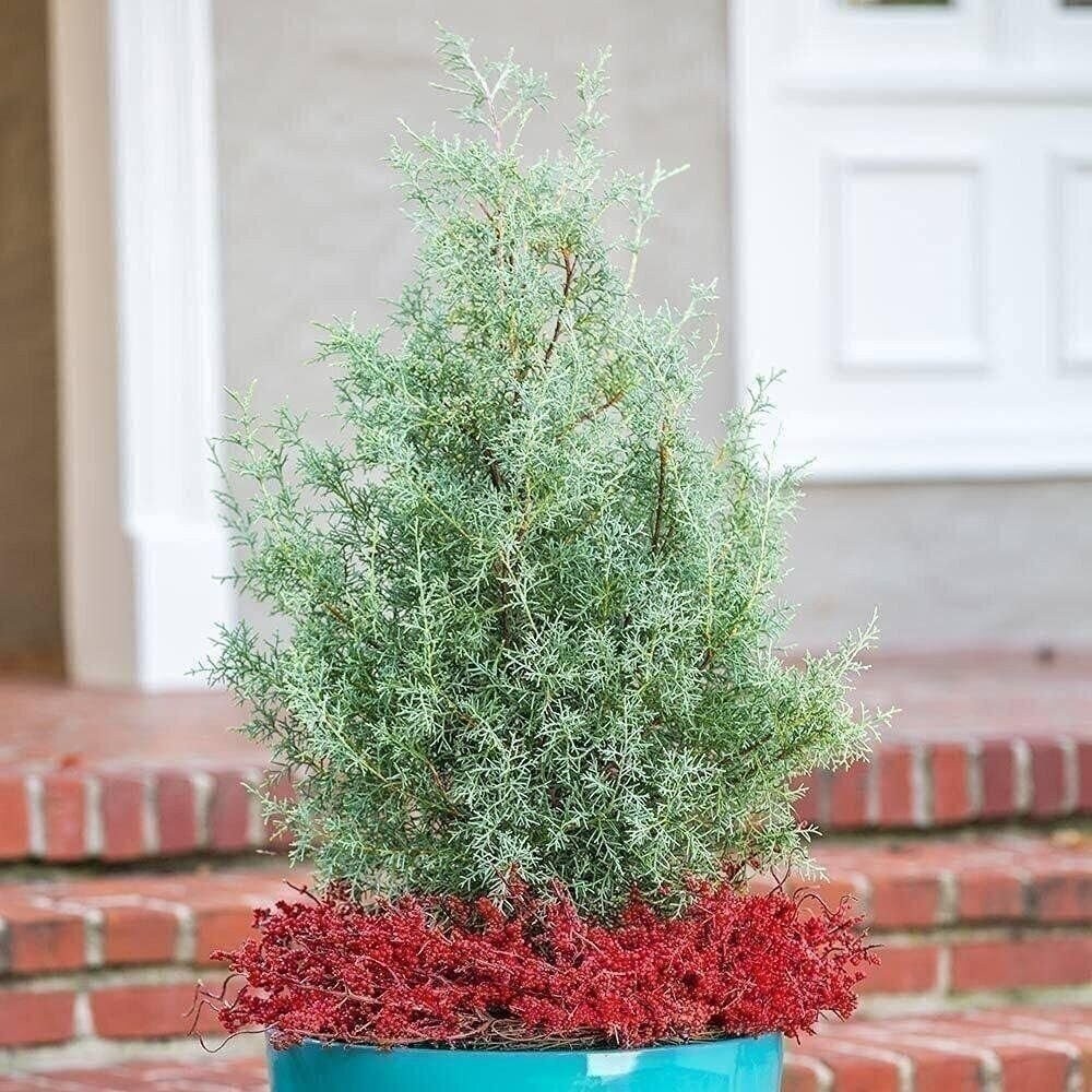 Carolina Sapphire Cypress | 2 Inch | Cupressus arizonica | Low Maintenance Plant