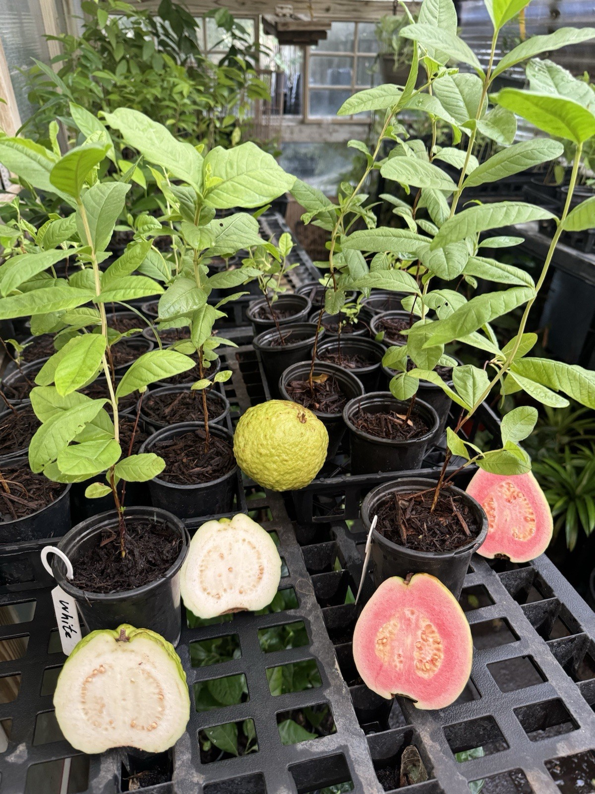 2 Varieties: 1 Jumbo Asian Red And 1 whites Guava Plant 12 Inches Tall