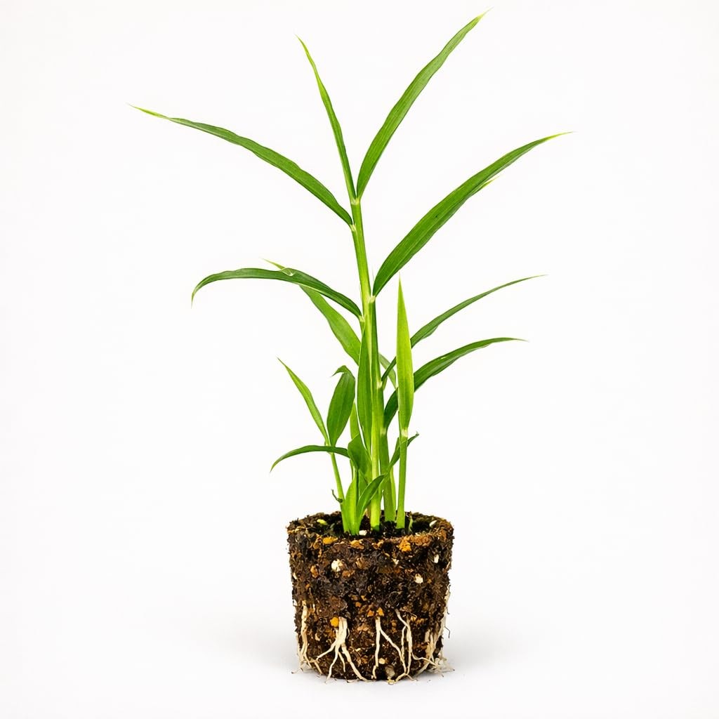 PLANT NOOK Ginger Root Plant Live Starter 2-Pack | Zingiber officinale Edible