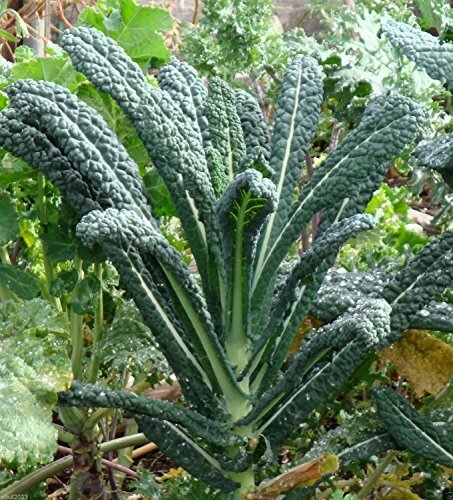 Kale Lacinato (AKA Dinosaur or Tuscan) Heirloom By Seed Kingdom 30,000 Seeds