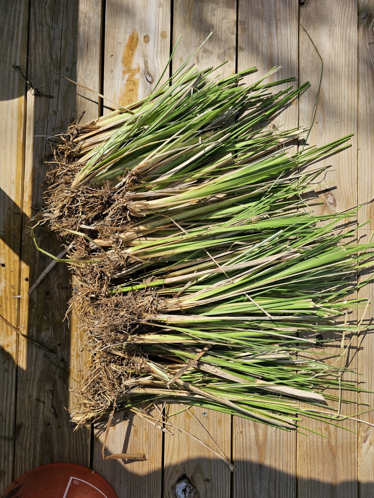 Vetiver live plant for EROSION CONTROL & Ornamental use