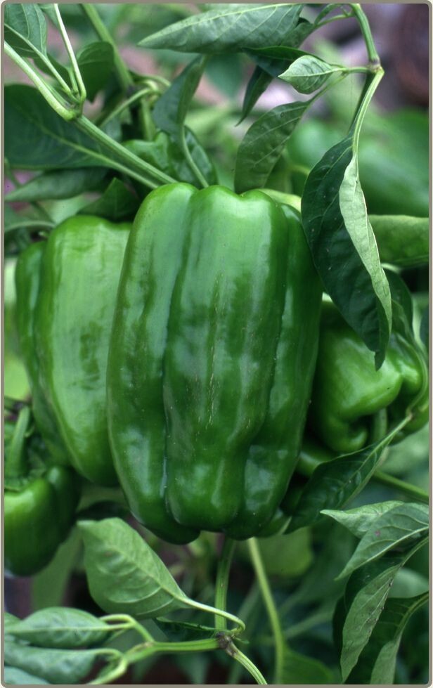 Big Bertha Sweet Pepper Seeds – 25+ Seeds – Non GMO – Heirloom – FRESH