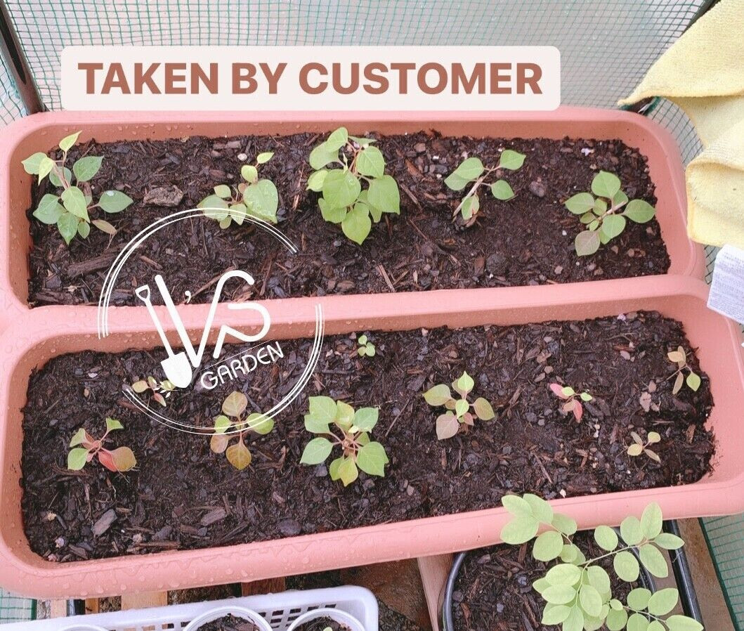 5 PCS RIVER LEAF VINE SEEDS , HAT LÁ GIANG |HIGH GERMINATION RATE 85%|