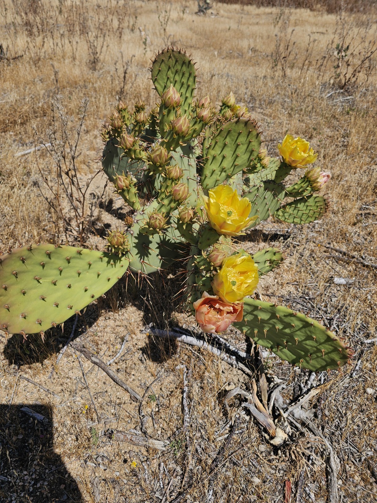 Opuntia Littoralis, Coastal Prickly Pear; 2 pads 4-7″ tall