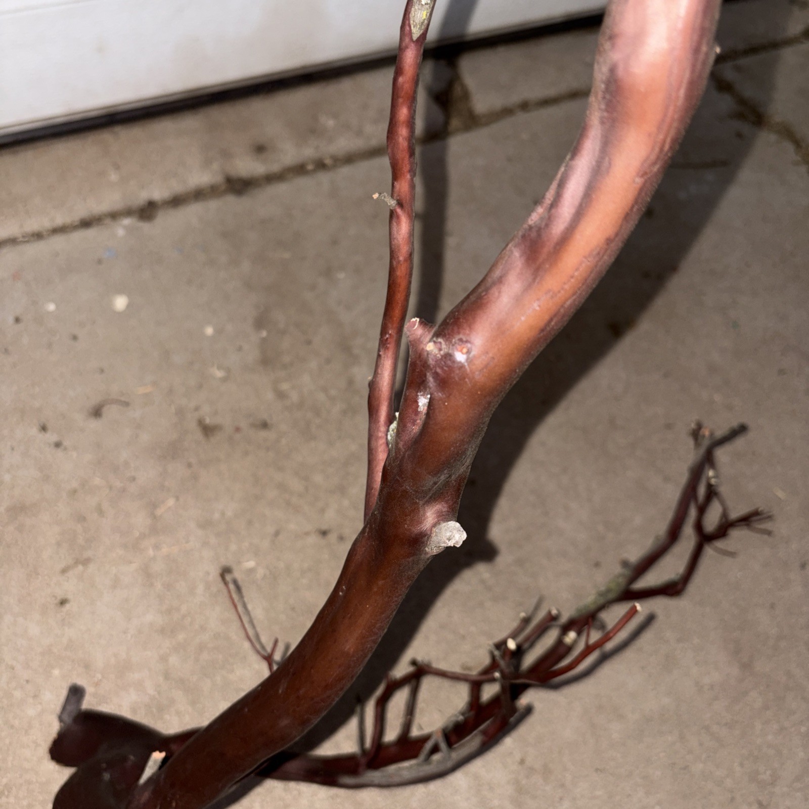 Red Manzanita Branch 3’ Tall. From Paso Robles , CA Ranch