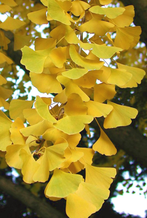 Live Ginkgo Plant – Ginkgo biloba – 12” Tall – 4” Pot – Deciduous Tree