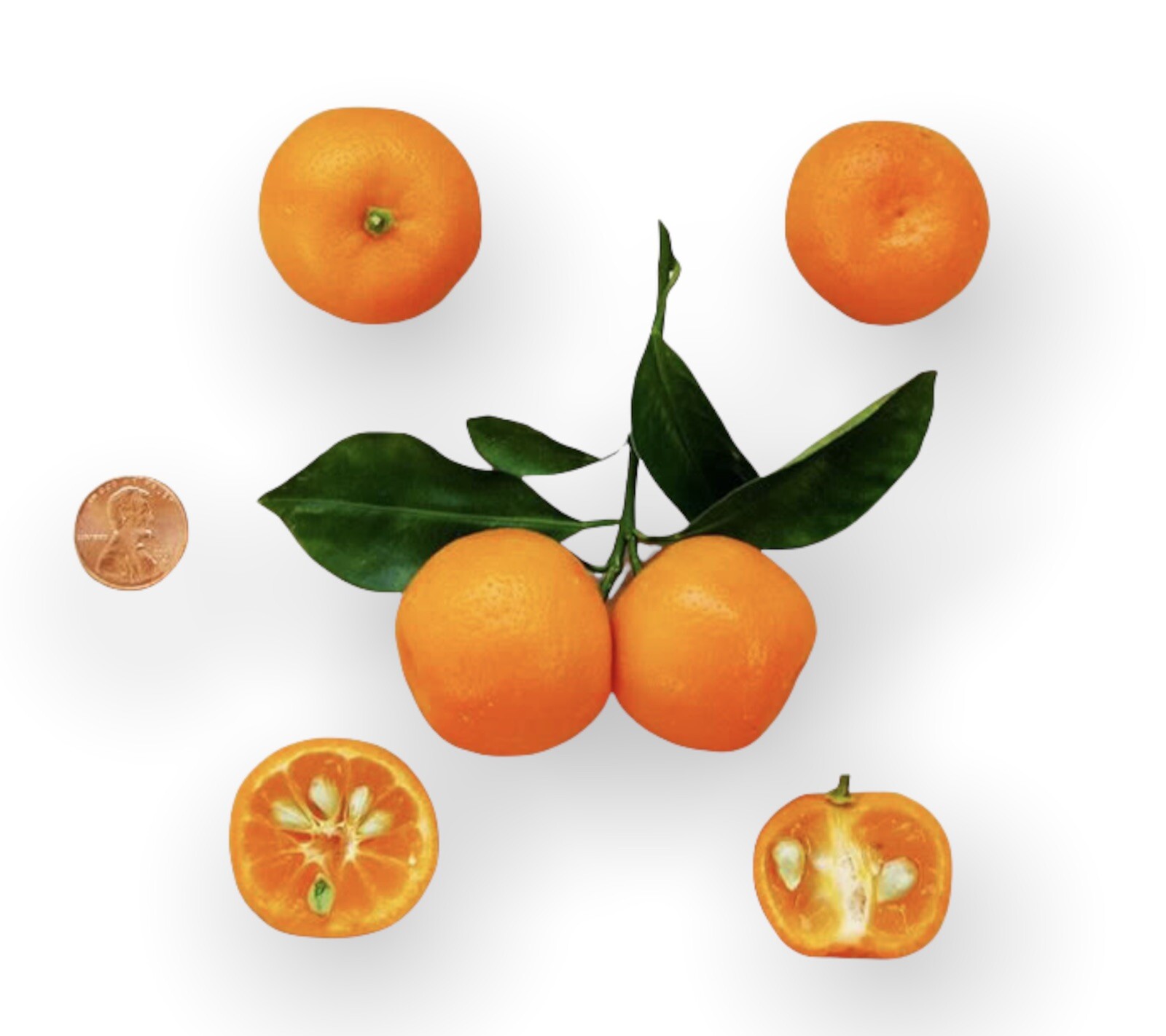 Calamondin Calamansi Semi-Dwarf Tree, 18-36″ tall, grafted