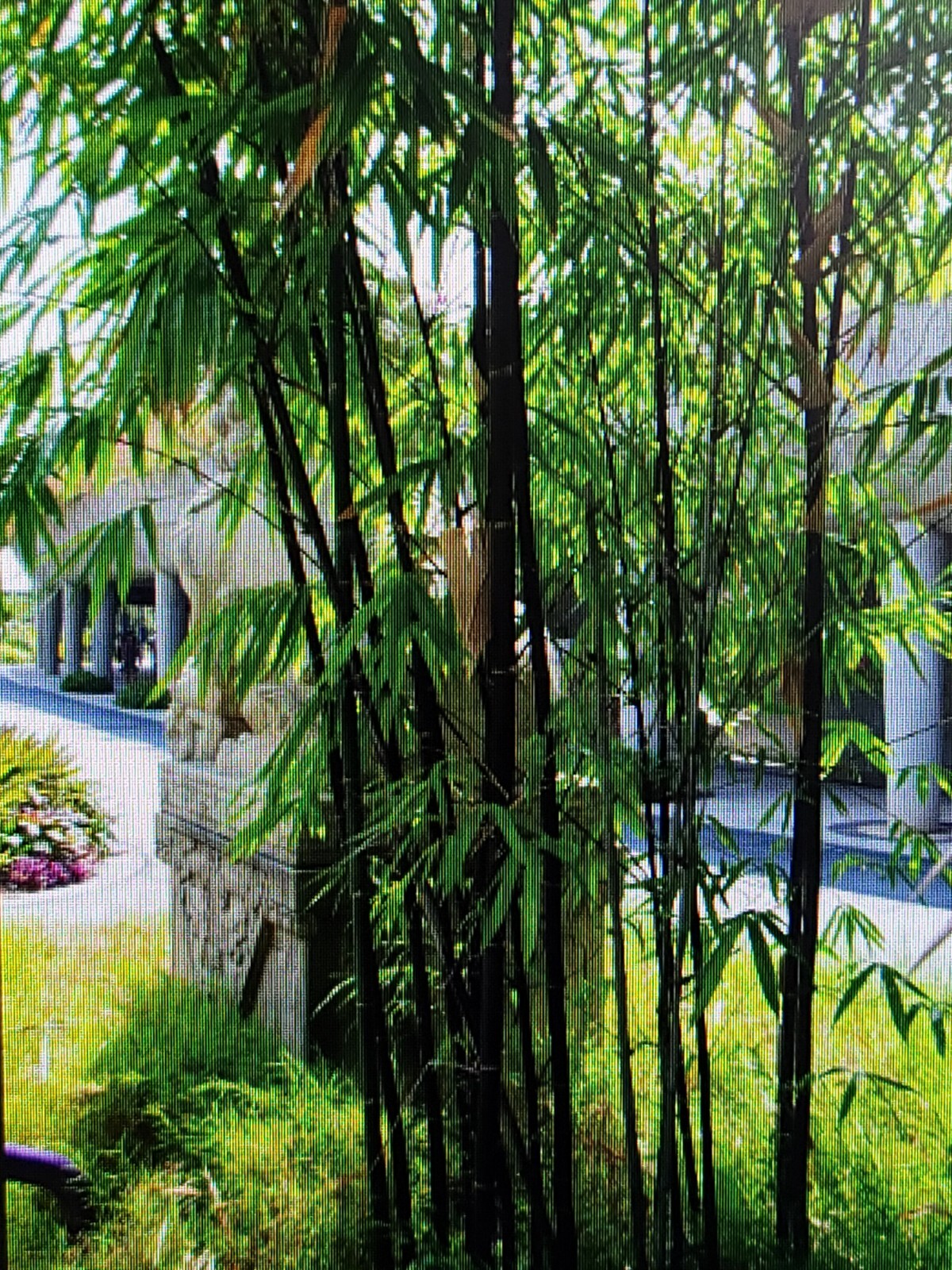 1 FRESH Black Bamboo 黑紫竹 Phyl Nigra Rhizome, Best Landscape Border Hedge $19.99