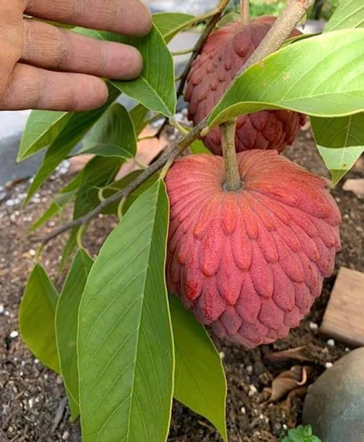 Live Sugar Apple (Red) Plant – 3 Gal Pot – Approx. 2-3 Feet Tall – Fruit Tree