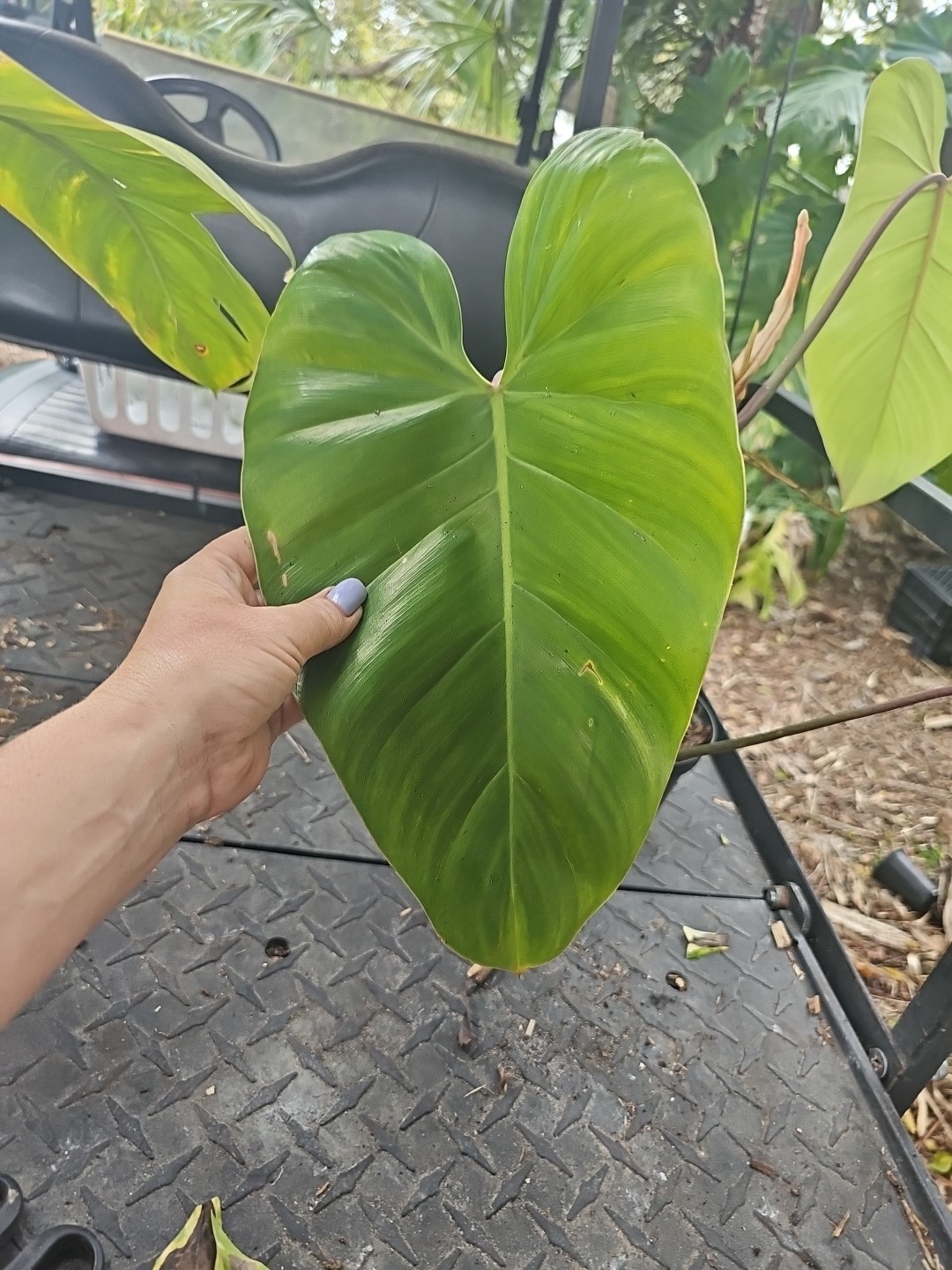 Large Matured Rooted Top Cutting Philodendron Green Emerald Live Plant
