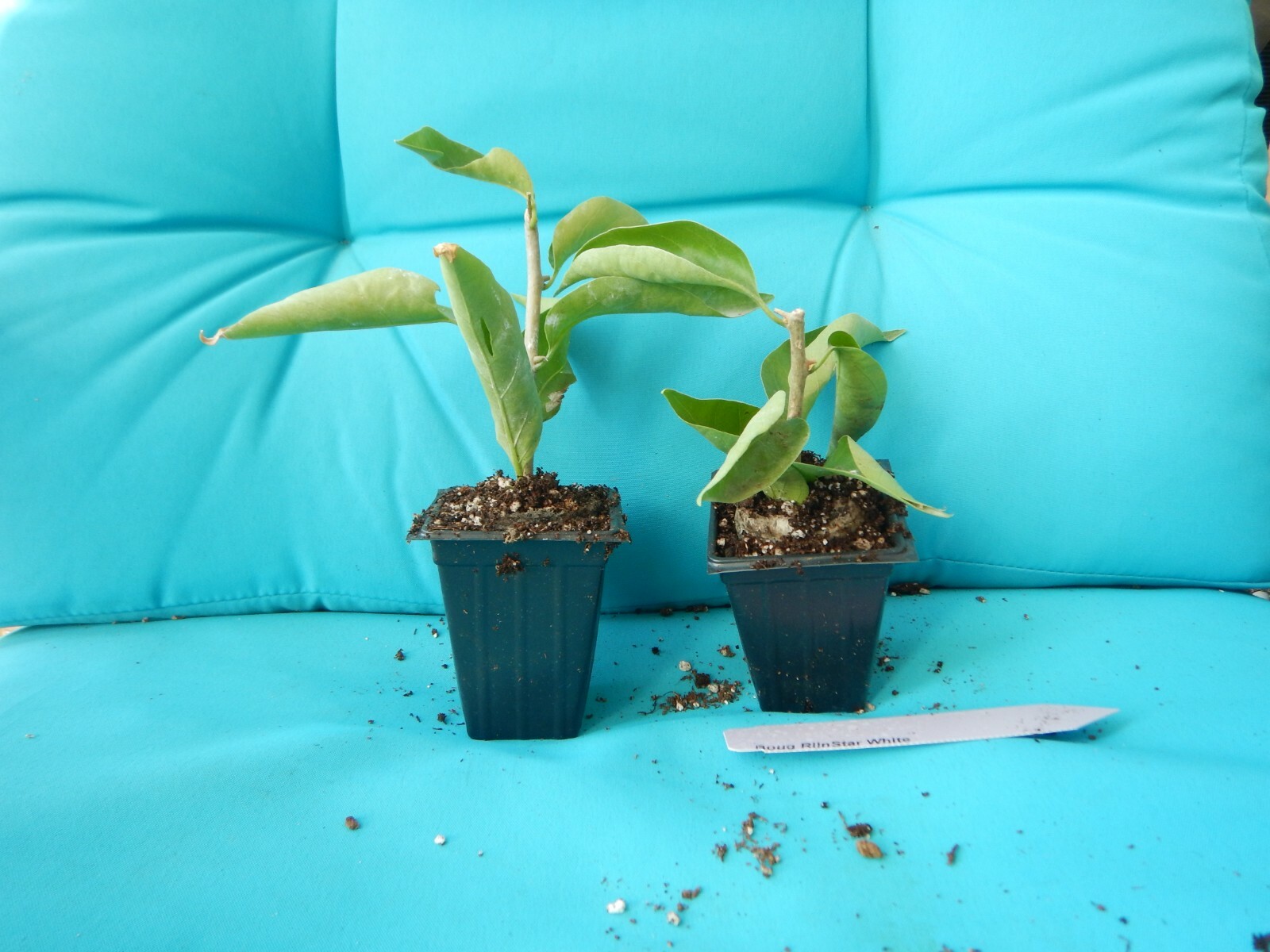 Well Rooted**RIJNSTAR WHITE* Live Bougainvillea starter/plug plant*USA SELLER*