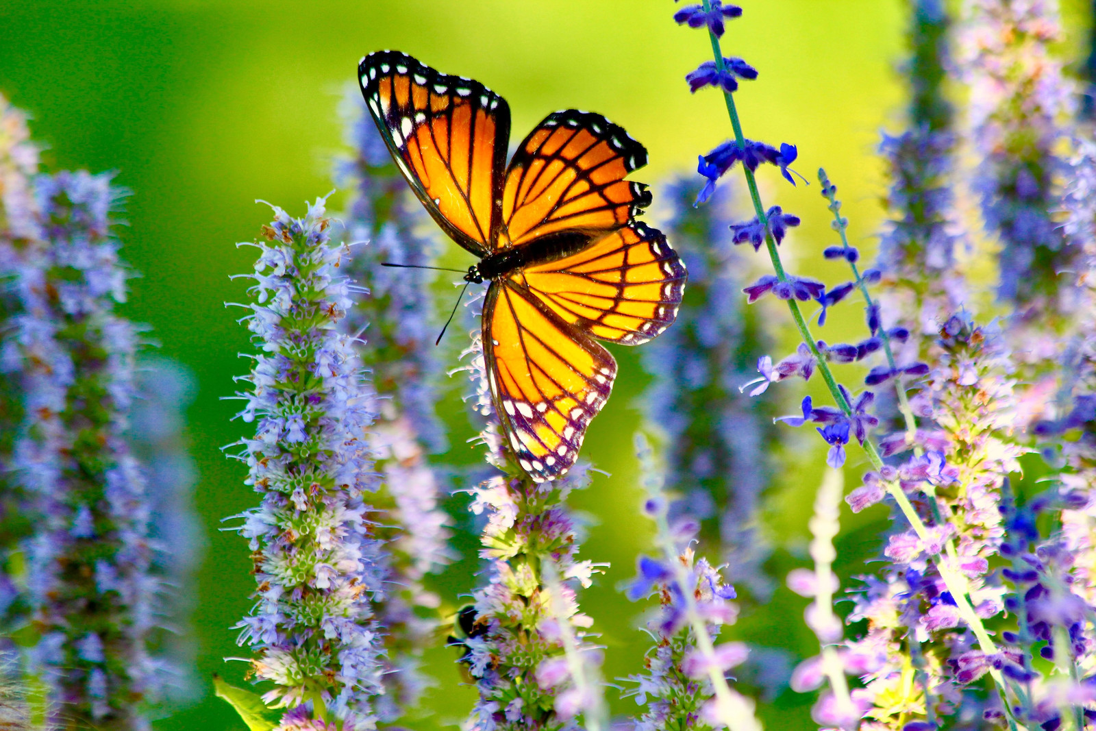 30 MIXED COLORS AGASTACHE Aurantiaca Cana Hummingbird Mint Hyssop Flower Seeds