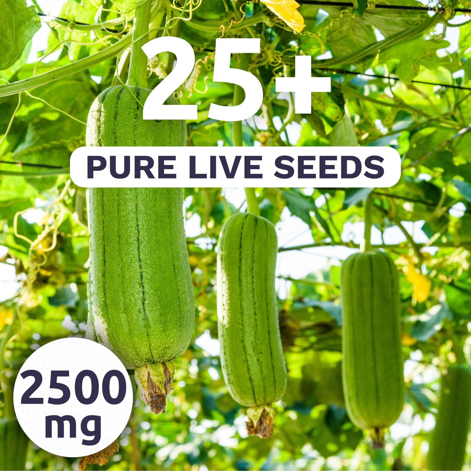 Luffa Gourd – Large 2,500mg Envelope – 25 Flower Seeds for Planting – Luffa…