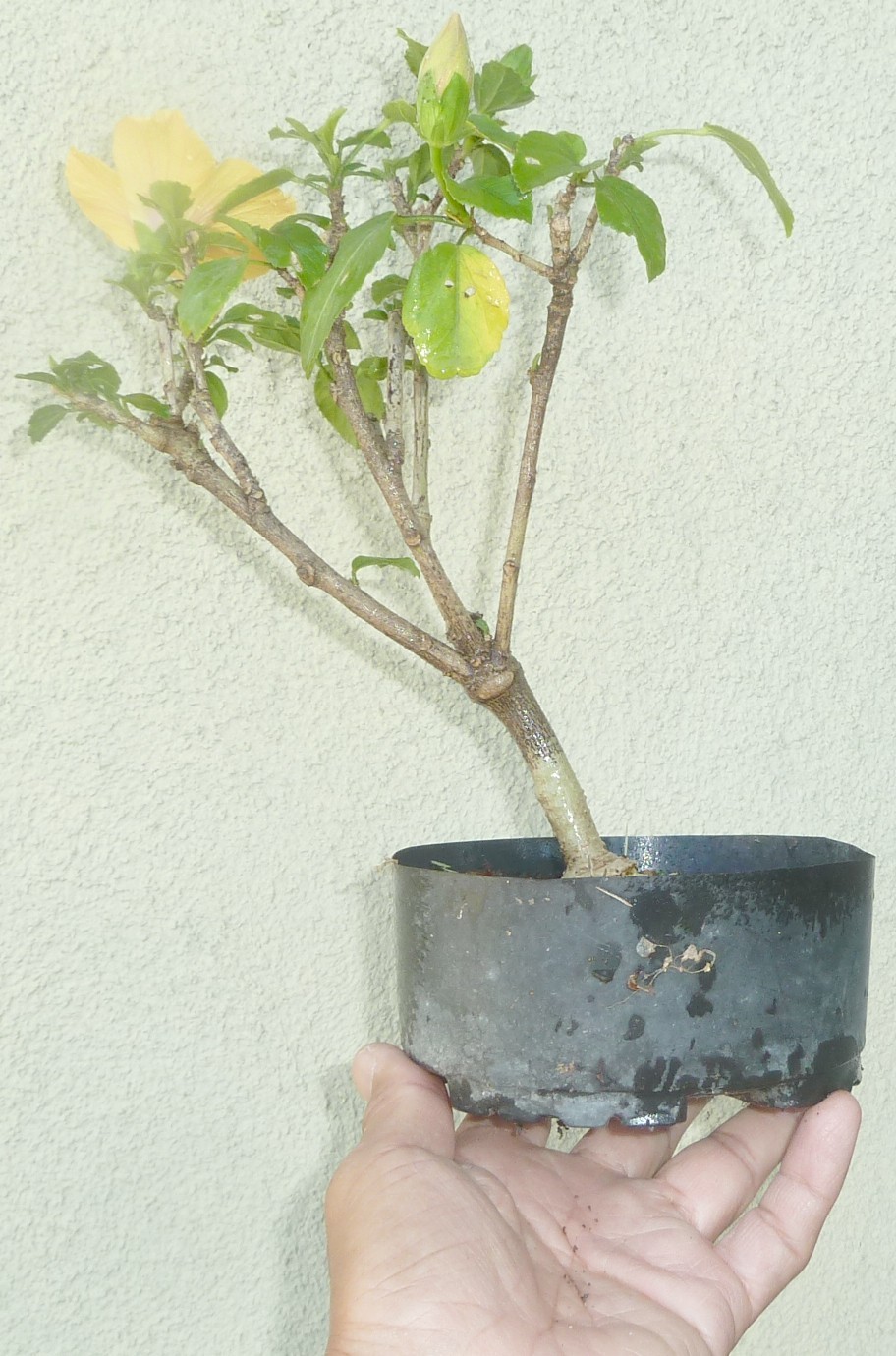 Hibiscus Pre Bonsai Shohin Dwarf Yellow White Center Flowers