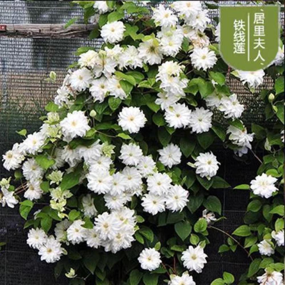 (10) CLEMATIS SEEDS rare exotic climber flower vine garden USA SELLER W/TRACK