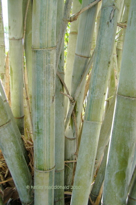 Angel Mist “The Ghost” Bamboo-Dendrocalamus 1 Gallon Plant – 4+ Feet Tall Now