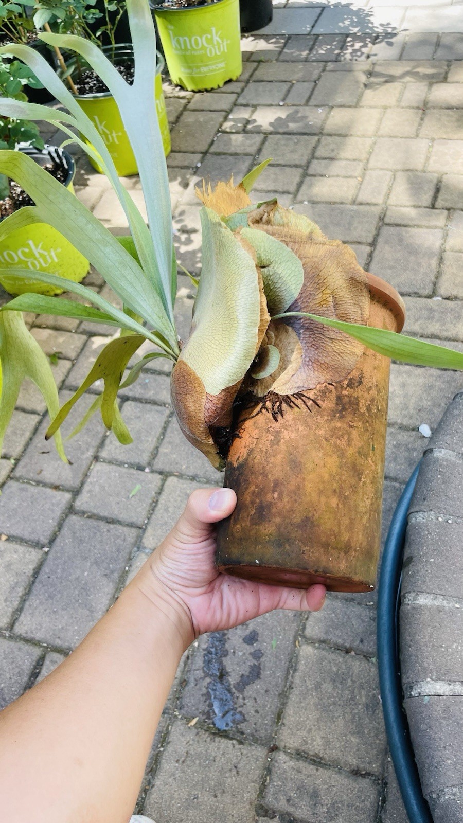 Platycerium Staghorn Fern On Wine Cooler Clay Pot