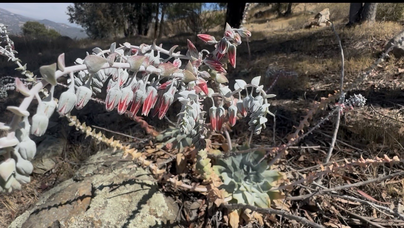 111+ Dudleya Pulverulenta Fresh Seeds Chalk Dudleya Harvested June 2026