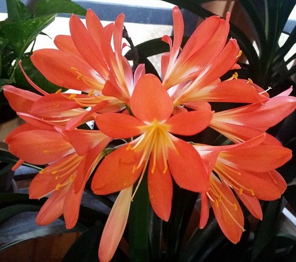 Lot of TEN Orange flower Clivia Miniata (Bush Lily) Seedlings, FREE Shipping