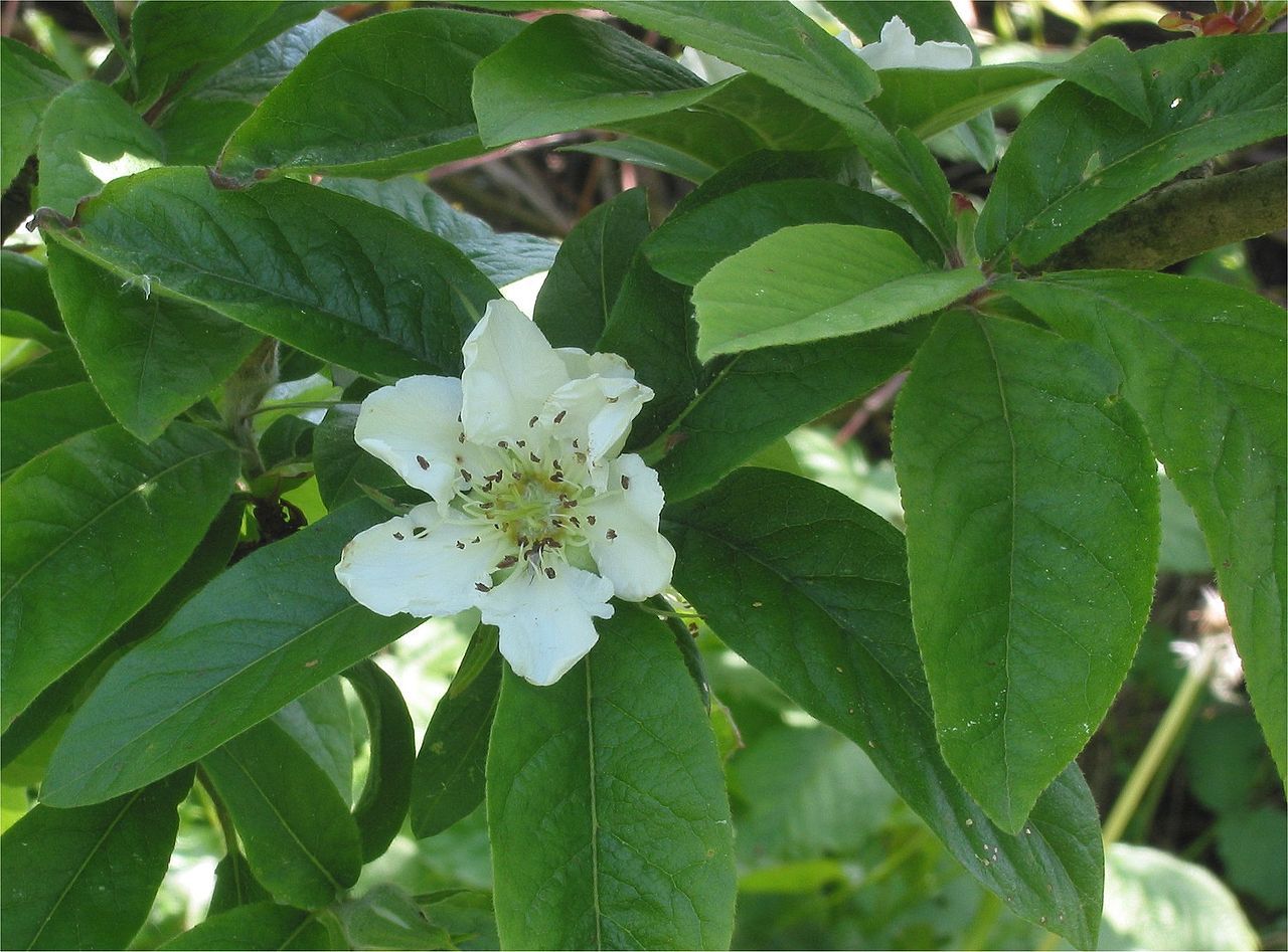 Showy Medlar, Mespilus germanica, Tree Seeds (Edible)
