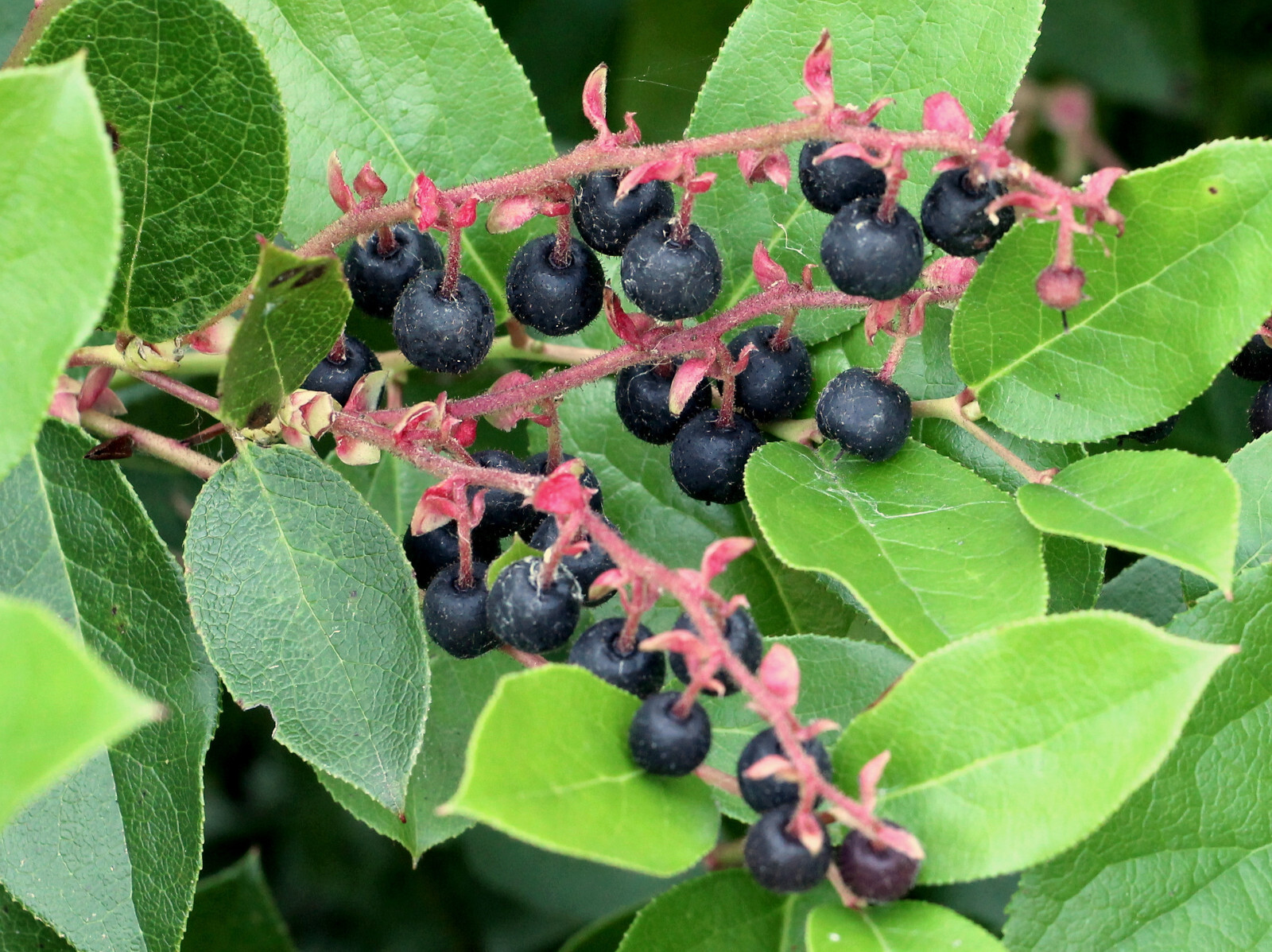 Salal Gaultheria shallon – Ground Cover, Erosion Control, Tasty Berries, Floral