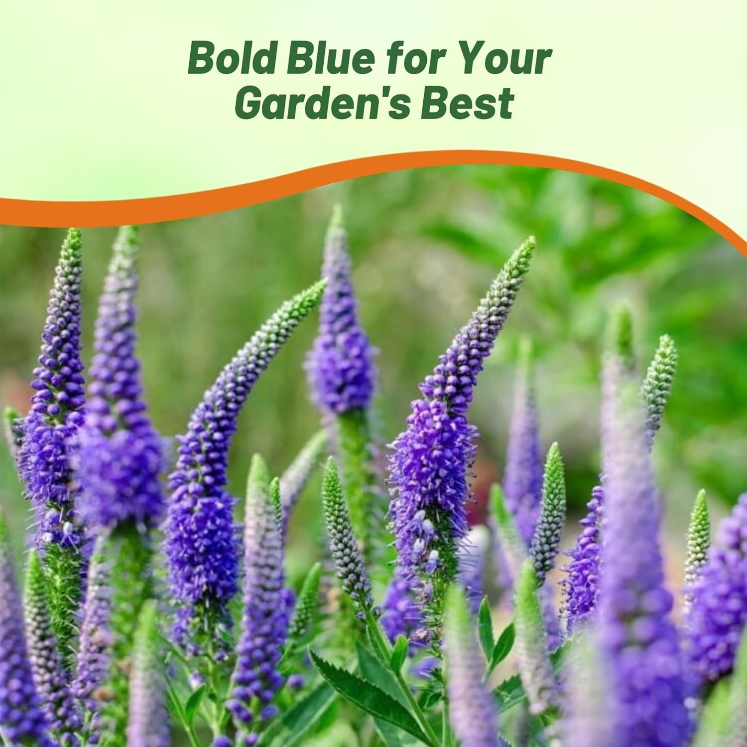 1000 Seeds Veronica Seeds – Spike Speedwell Flower Seed