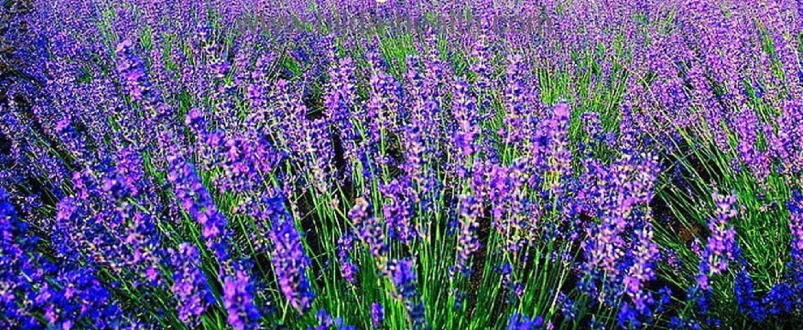Beautiful Lavender Seeds 200+ SEEDS –BUY 4 ITEMS FREE SHIPPING