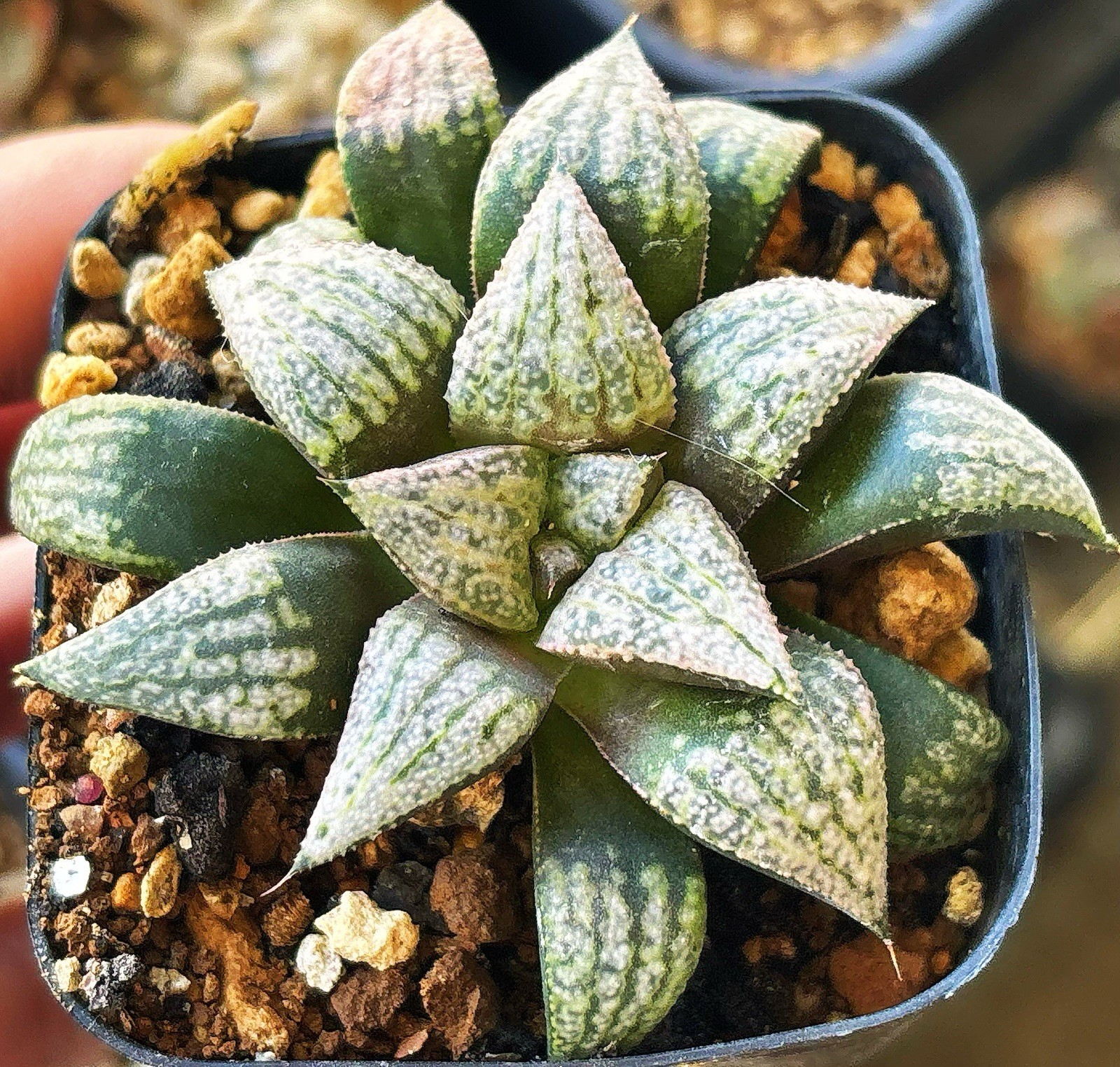 Rare Succulent: 4 Years Old Haworthia Hybrid In 2” Pot