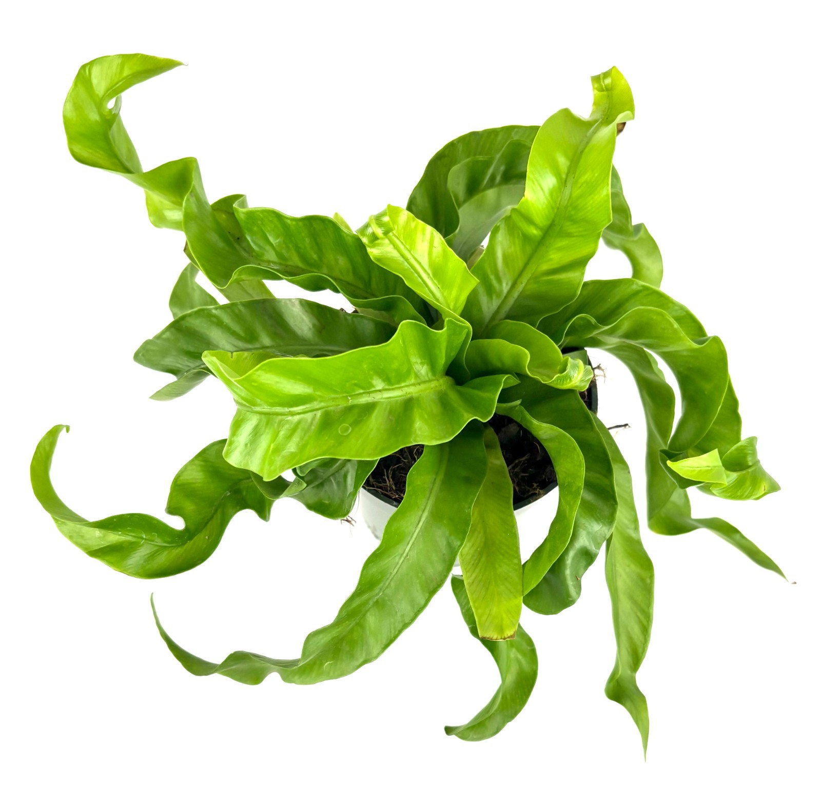 Hurricane Fern Asplenium Antiquum, 4″ Pot
