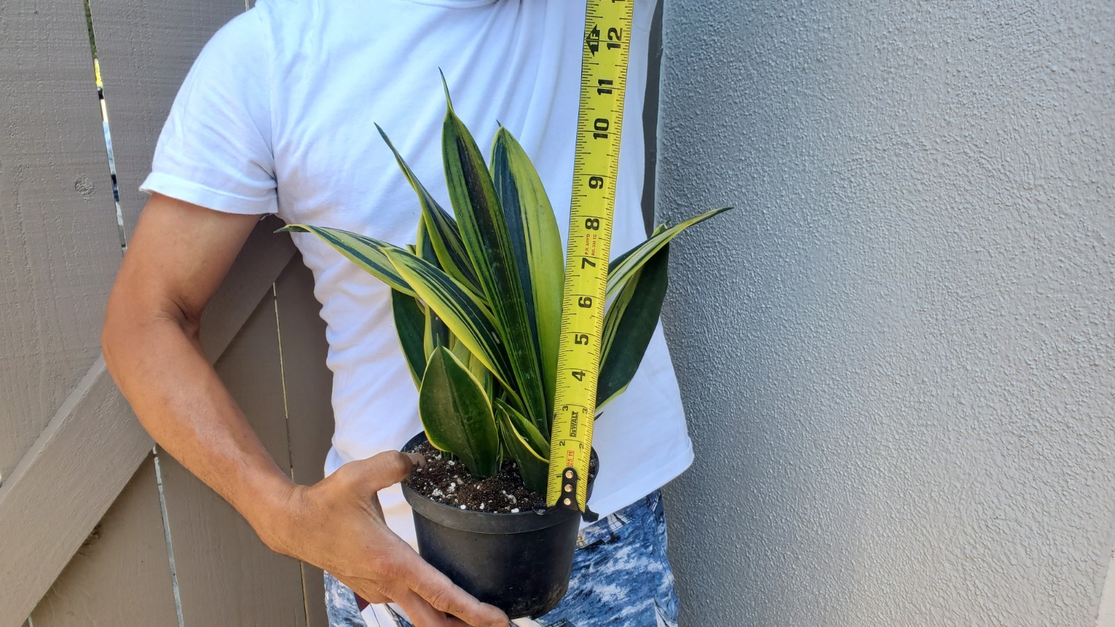 Sansevieria trifasciata Gold Flame Succulent