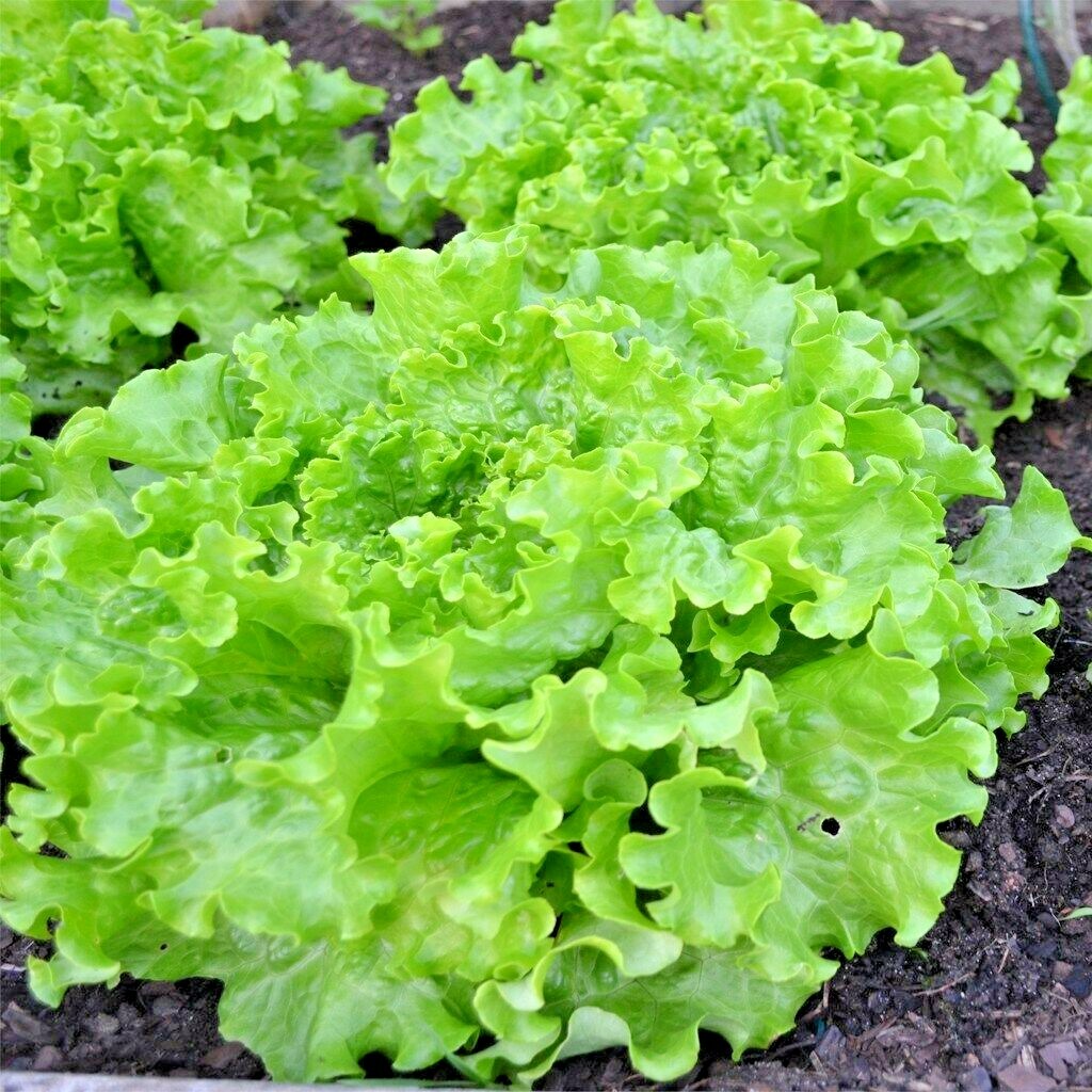601+GREEN ICE Lettuce Seeds Organic Vegetable Spring Fall Garden Container Easy