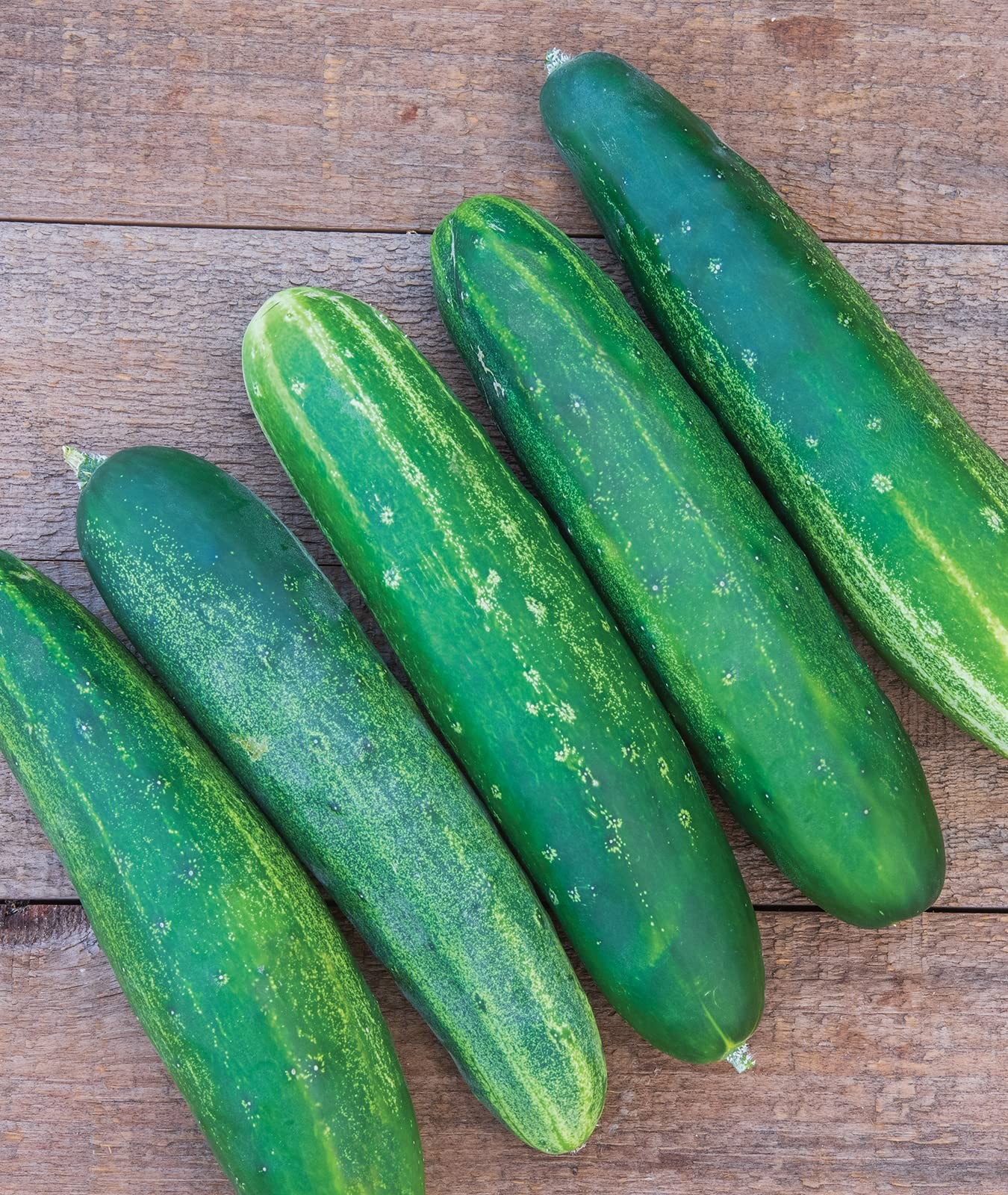 ‘Straight Eight’ Slicing Cucumber Seeds, 200 NonGMO seeds, Heirloom