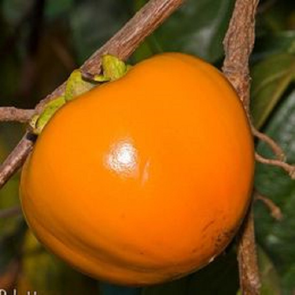 1 live fuyu persimmon tree up to 2 ft tall
