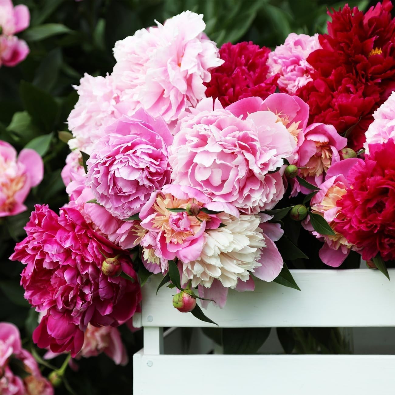 300+ Perennial Peony Flower Seeds for Planting Outdoor-Attracts Bees&Butterfl…
