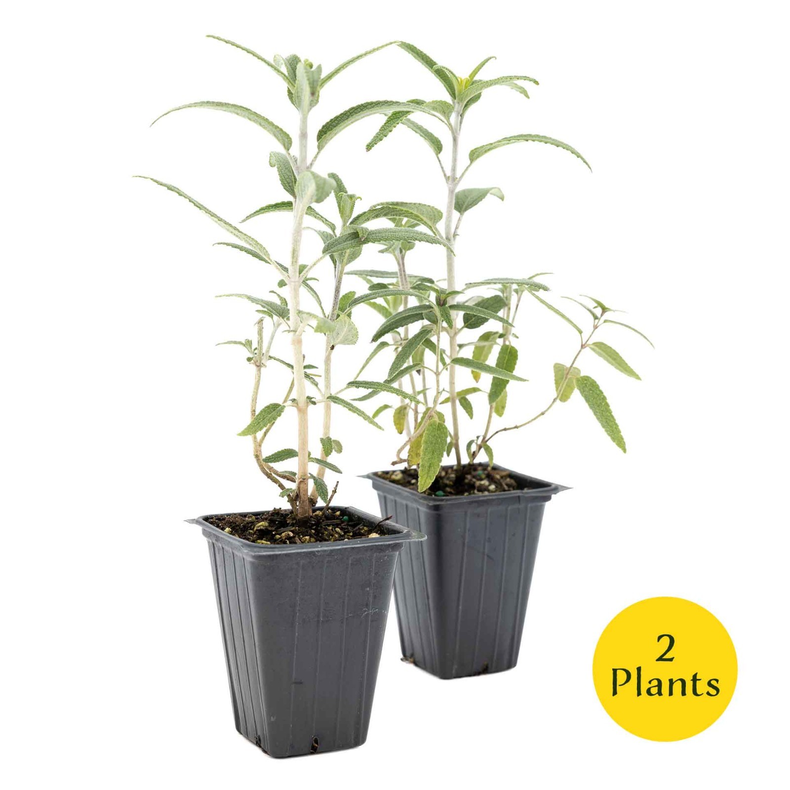 2 Santa Barbara Mexican Sage Plants in 3.5″ Cubes, Live Aromatic Shrub (Salvia)