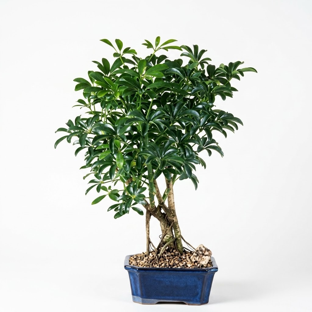 Live Hawaiian Umbrella Bonsai Tree Schefflera Indoor Houseplant Starter Kit 11″H