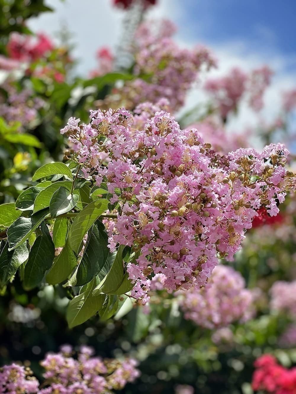 Crape Myrtle Muskogee | 2 Inch | Lagerstroemia Indica |Flowering Summer Blooms