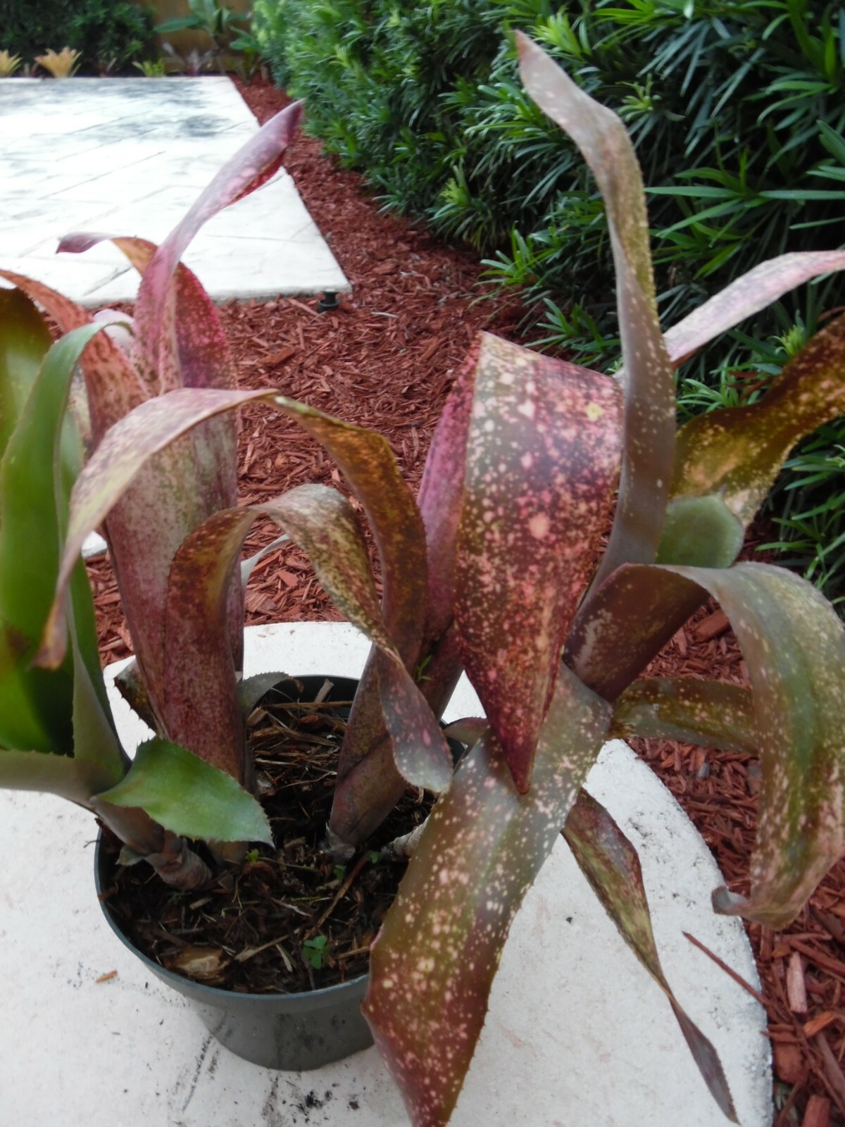 Billbergia PINK CHAMPAGNE Bromeliad one tropical plant ***SALE***
