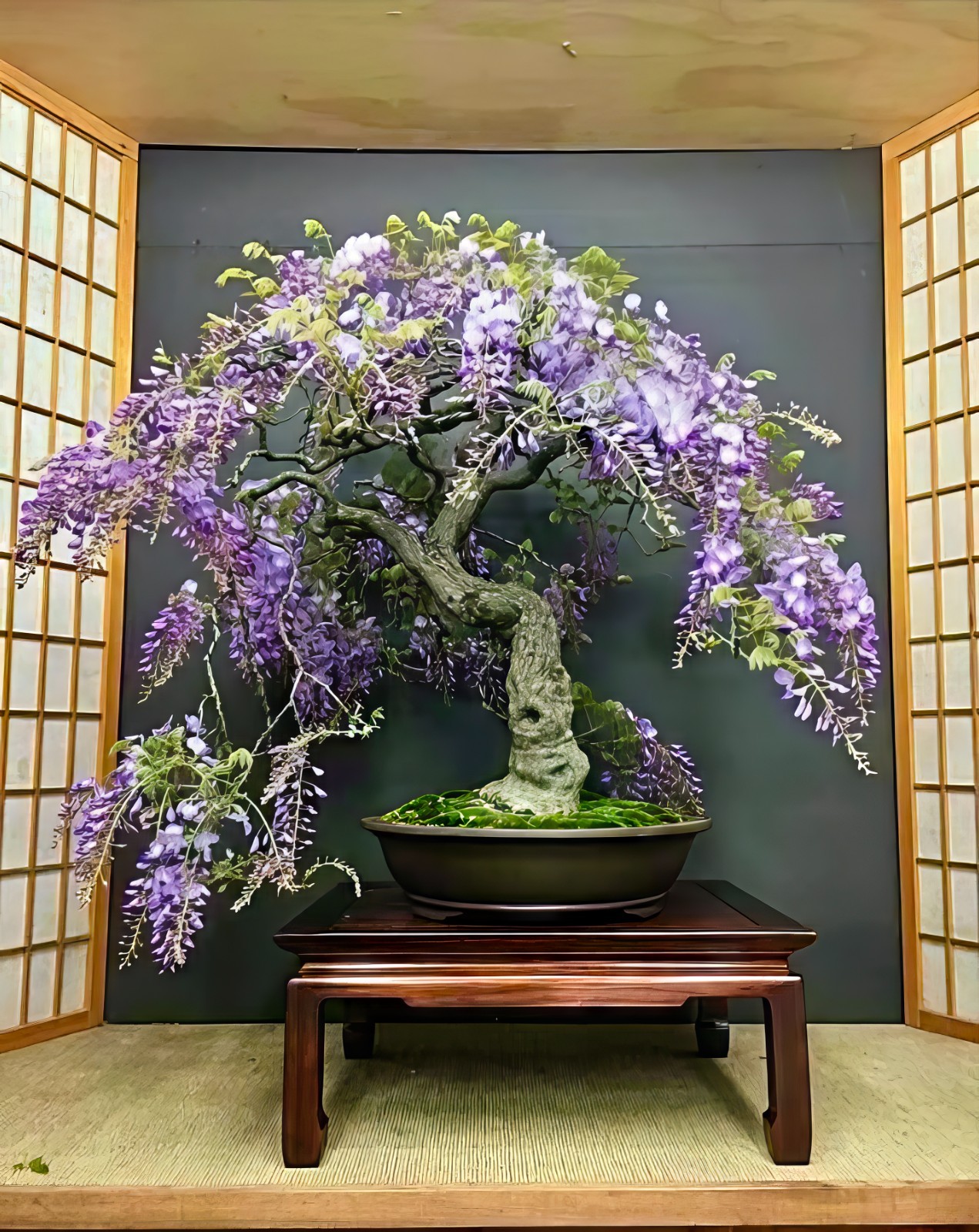5 Chinese Blue Wisteria sinensis Tree Seeds Fast Climber Flower Vine Hardy Plant