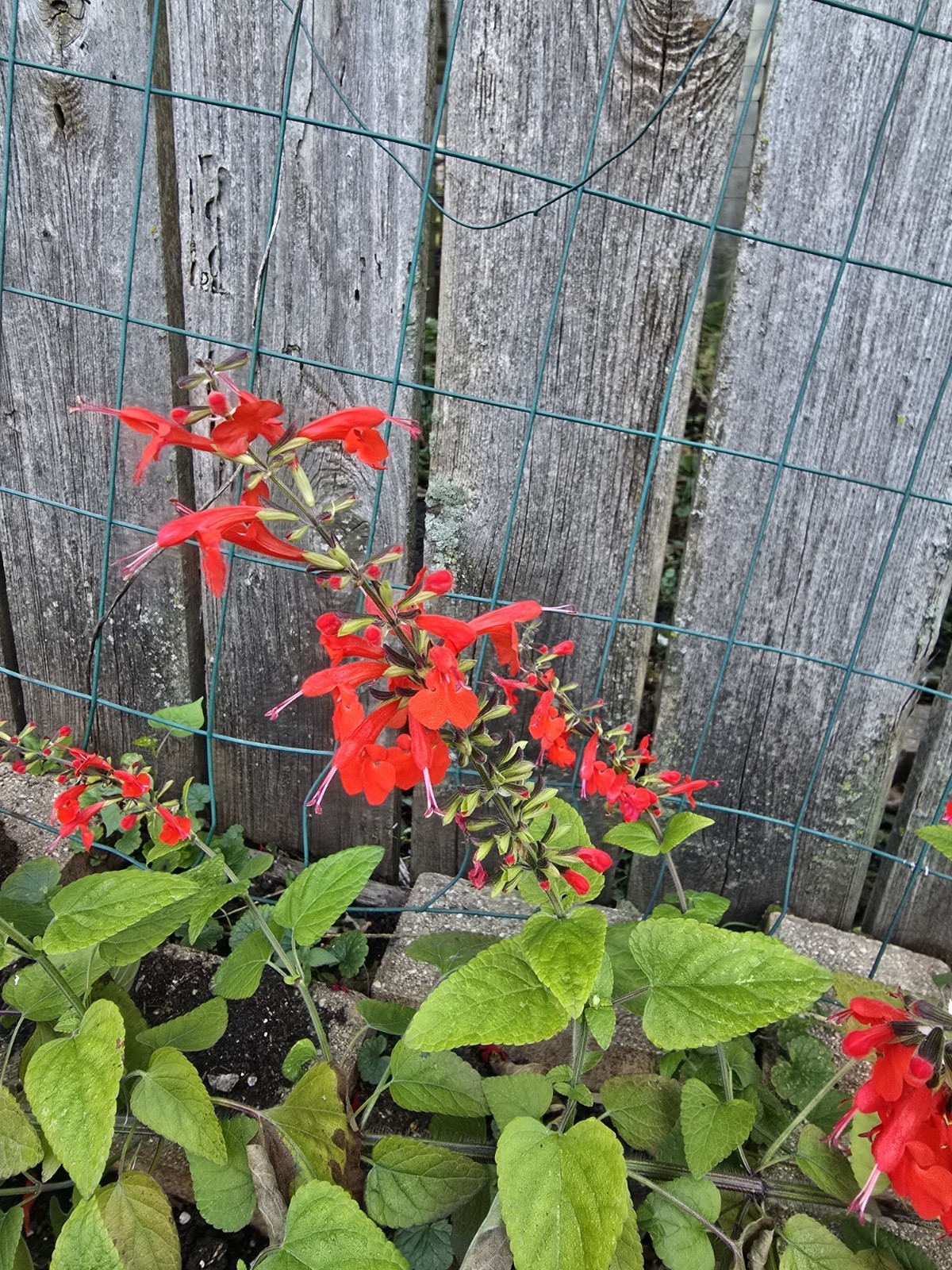 Pineapple Sage Seeds 10 Organic Seeds *FREE SHIPPING*
