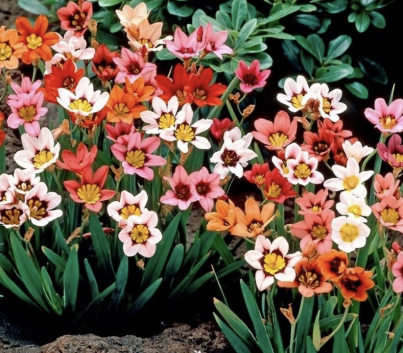7 SPARAXIS Mixed Color Bulbs Perennial Hardiness 9-11 & 7-8 Winter Cover