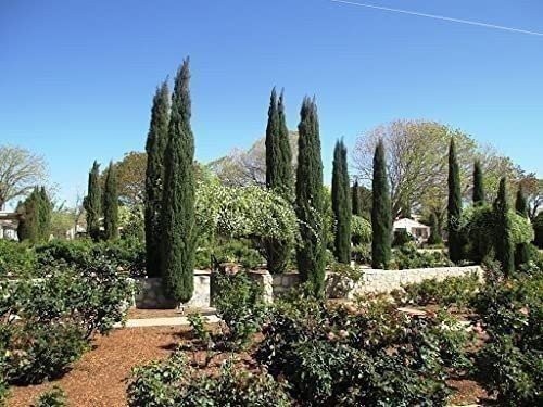Italian Cypress | 2 Inch | Cupressus sempervirens | Low Maintenance | Hardy