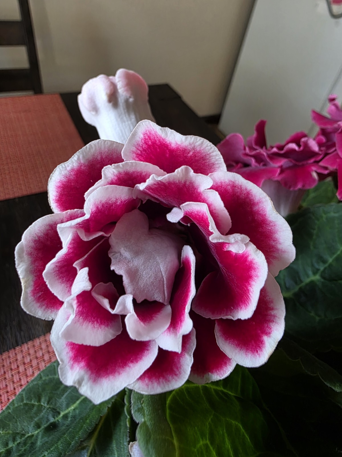 Gloxinia Leaf Cutting . $12