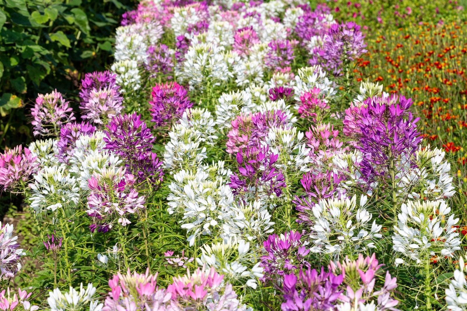 250 MIXED Colors QUEEN CLEOME Hassleriana Spinosa Spider Flower Seeds