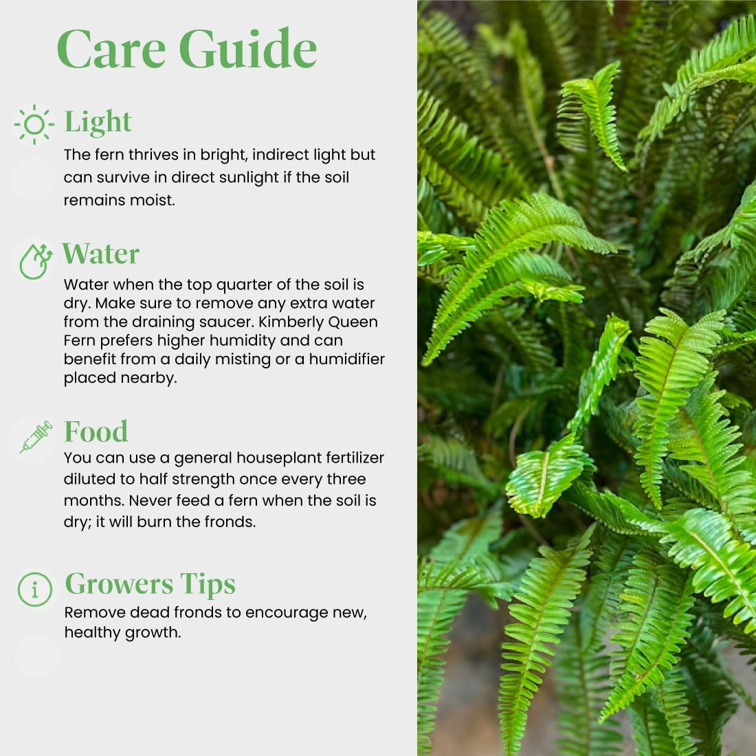 American Plant Exchange Kimberly Queen Fern – 6Inch Pot – Live Hardy Upright …