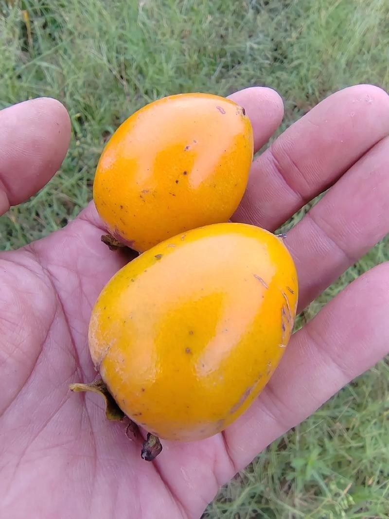 100 Pcs Japanese Persimmon Tree Seeds, Fuyu Persimmon Fruit Seed for Planting